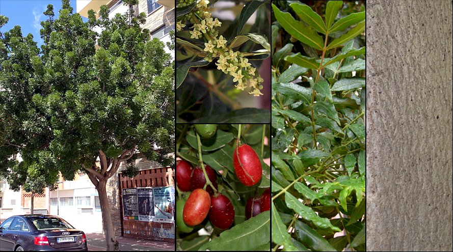 Aspecto de las hojas, flores y frutos