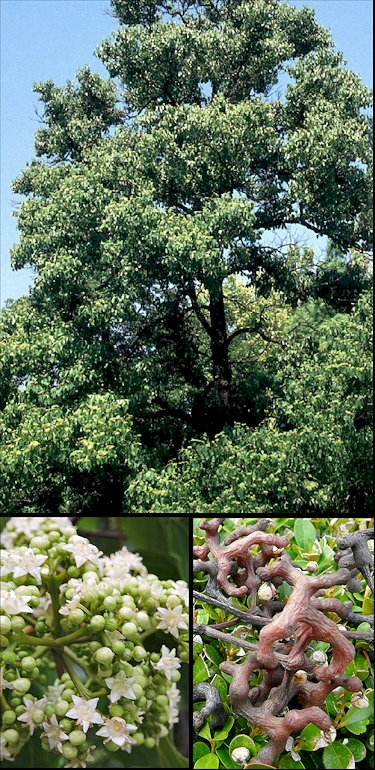 Semillas Hovenia Dulcis japonesa de pasa árbol bonsai coreano nativo blanco dulce Flowe 