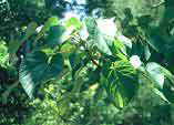 Idesia polycarpa
