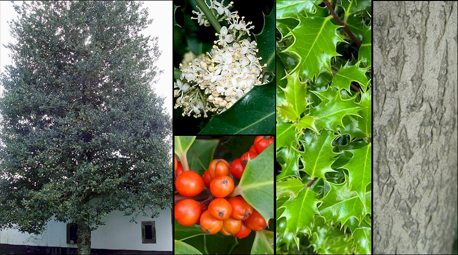 Aspecto general y detalle de flores y frutos
