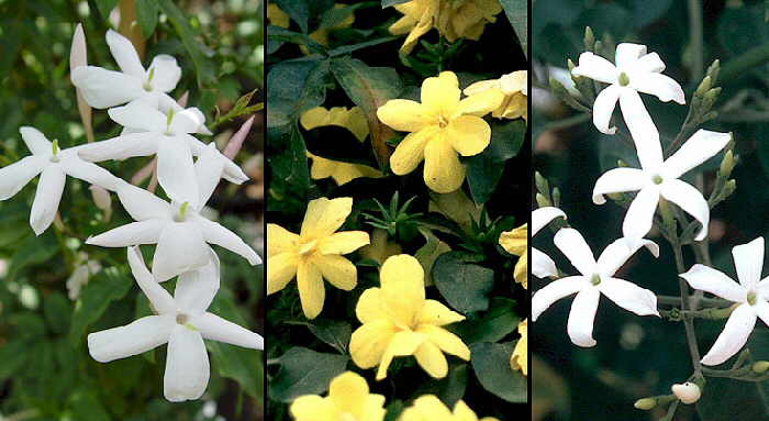 Jasminum2.jpg (155413 bytes)