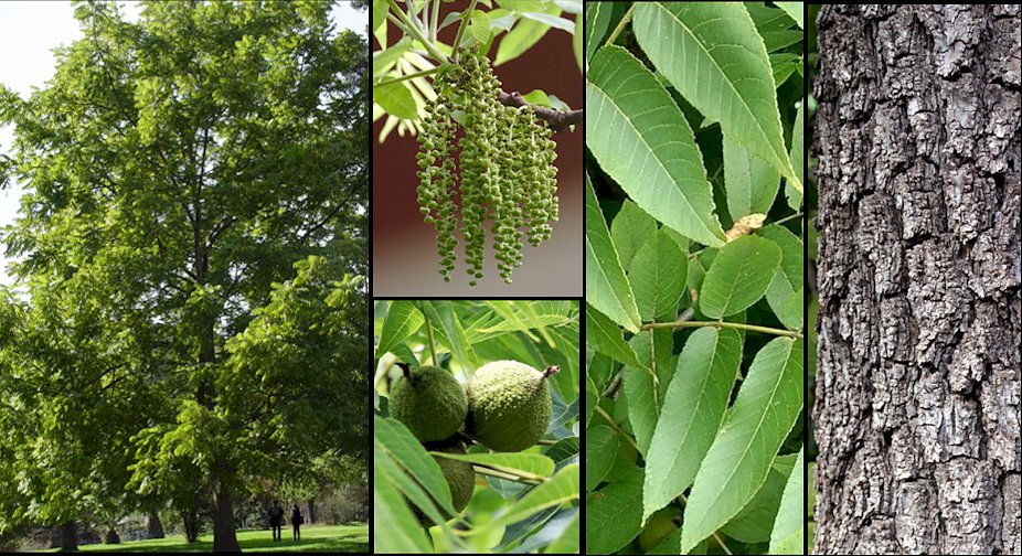 Aspecto general y detalle de frutos y corteza