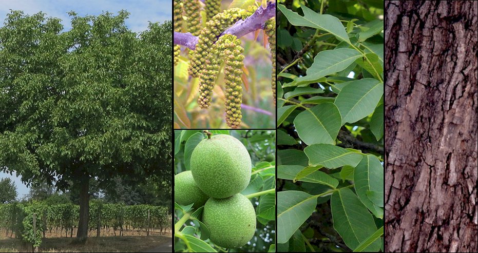Aspecto general y detalle de frutos y corteza