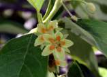 Kiggelaria africana