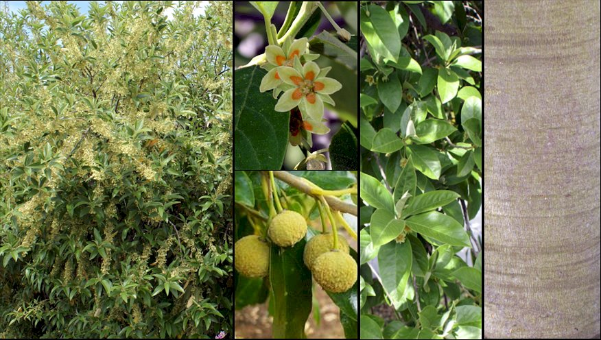 La foto de aspecto general y detalle de los frutos han sido tomados de Internet. Wikipedia y www.operationwildflower.org.za, respectivamente