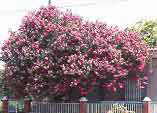 Lagerstroemia indica