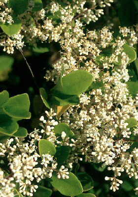 Ligustrum sempervirens