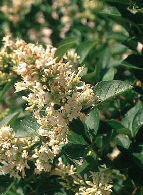 Ligustrum vulgare