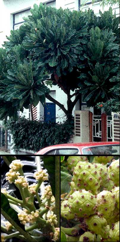 Aspecto general y detalles de frutos, hojas y corteza