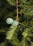 Metasequoia glyptostroboides