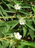 Acer negundo