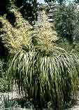 Nolina recurvata
