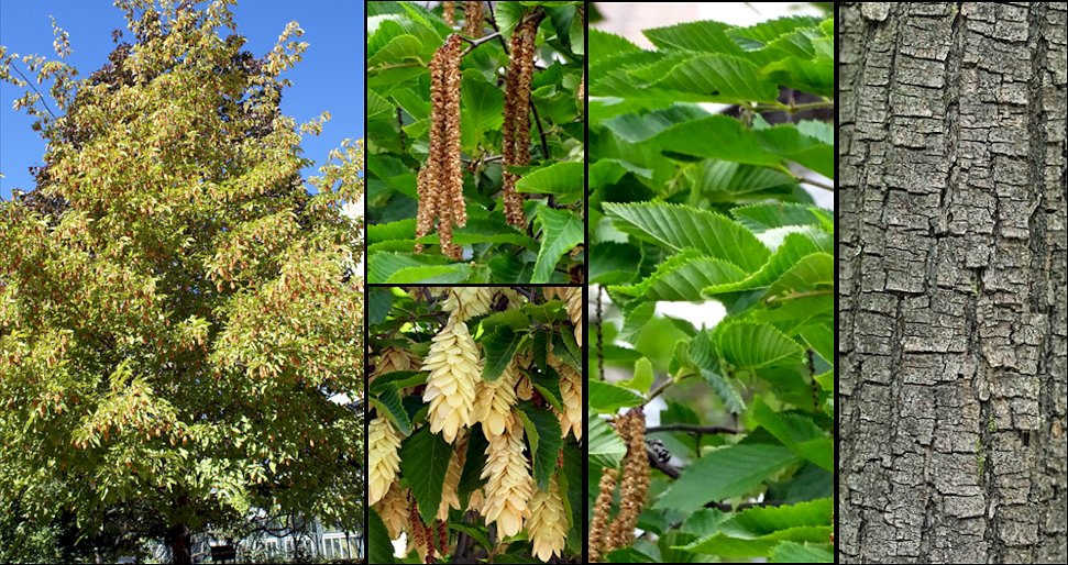 Detalles de frutos, amentos y corteza