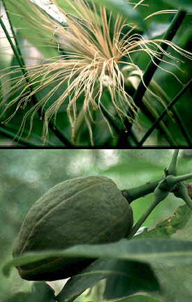 Detalles de la flor y el fruto