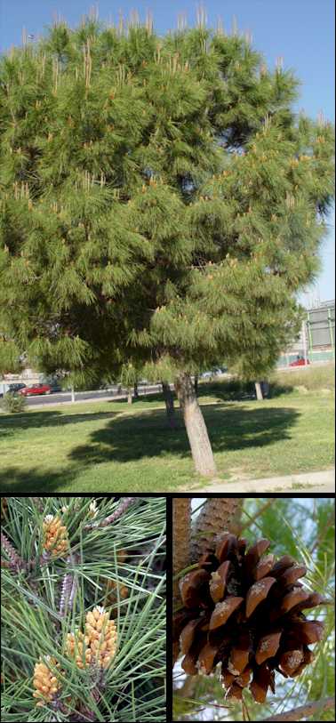 12 semillas Pinus pinea Pino piñonero