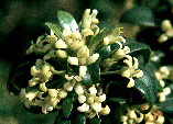 Pittosporum heterophyllum