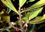 Pleiomeris canariensis