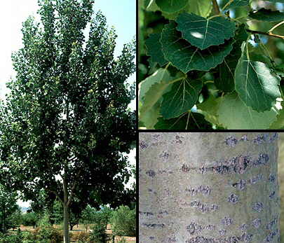 Aspecto general y detalles de hojas y corteza