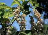 Pterostyrax hispida