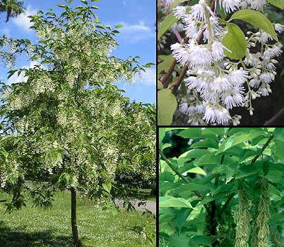 Fotos tomadas de la red