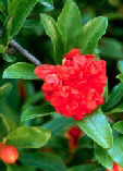 Punica granatum