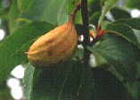Rehderodendron macrocarpum