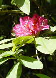 Rhododendron