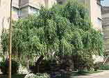Salix matsudana