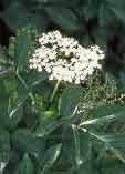Sambucus nigra