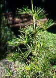 Sciadopitys verticillata