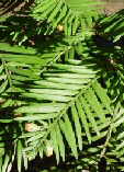 Sequoia sempervirens
