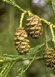 Sequoiadendron giganteum