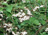 Styrax japonica