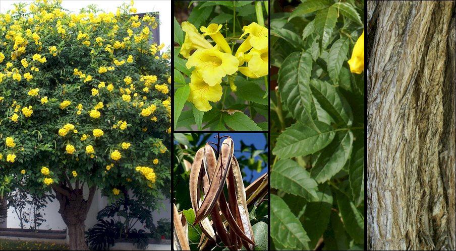 Aspecto general y detalle de flores y frutos