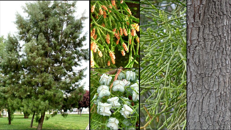 Aspecto general y detalle de frutos y corteza