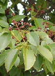 Trochodendron aralioides