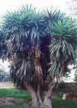 Yucca elephantipes