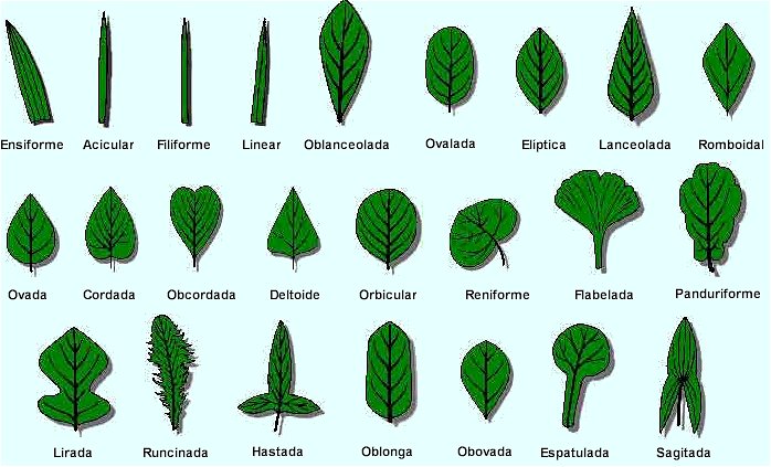 Details 48 tipos de hojas de árboles